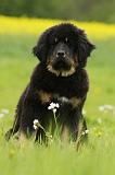 DOGUE DU TIBET 830